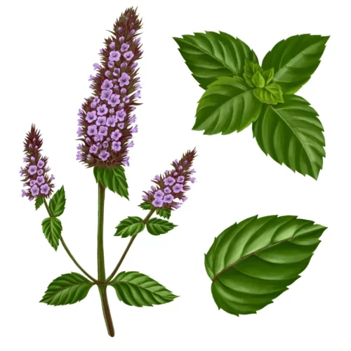 mata pieporna