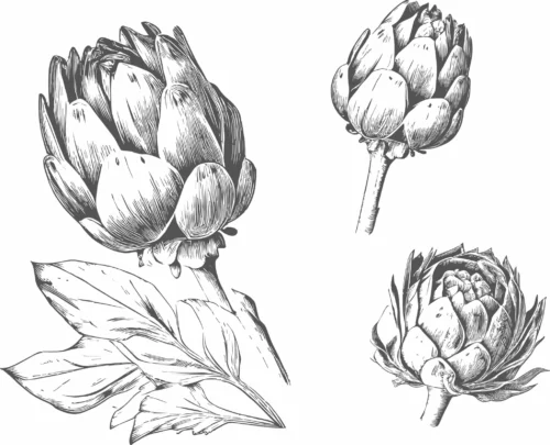 articoka zeleninova
