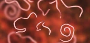 Choroby Zapríčinené Parazitmi Parazity Nemí Zabijaci Sk1
